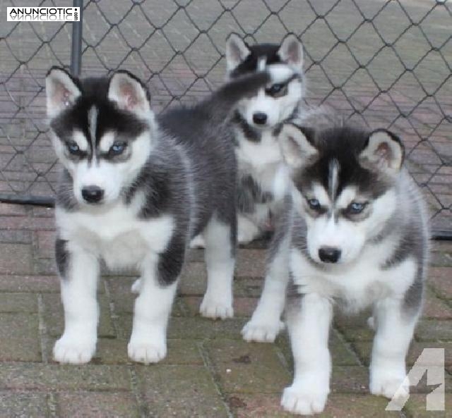 husky siberiano Variedad de Cachorros Preciosos 