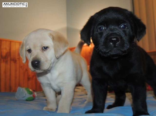 Maravilloso Cachorros Labradores Negro y amarillo