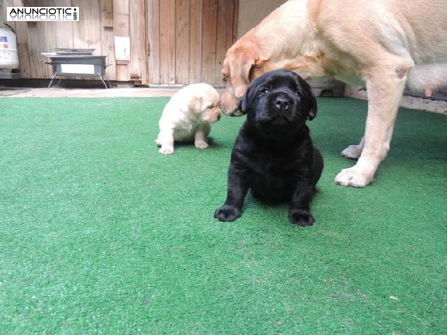 Maravilloso Cachorros Labradores Negro y amarillo