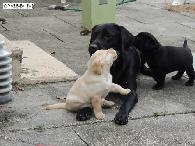 Maravilloso Cachorros Labradores Negro y amarillo