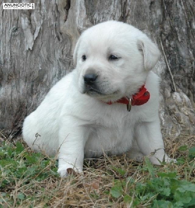 Maravilloso Cachorros Labradores Negro y amarillo