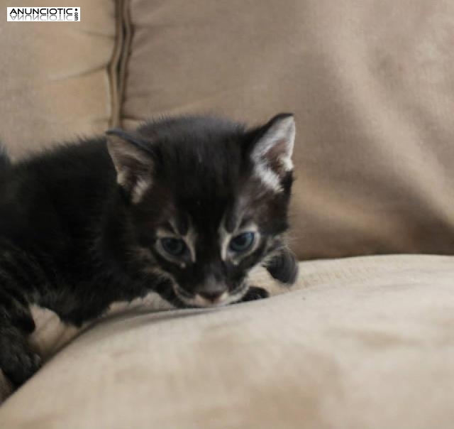 Exóticos encantadores y adorables gatitos