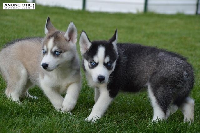husky siberiano listo para su adopción