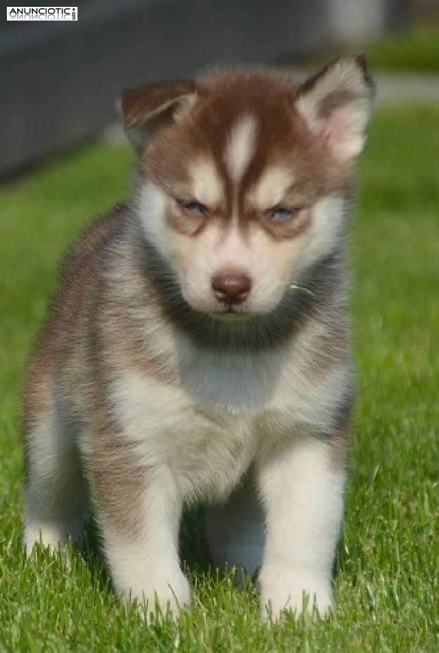 husky siberiano listo para su adopción