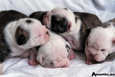 Bulldog francés Cachorros Para Adopción