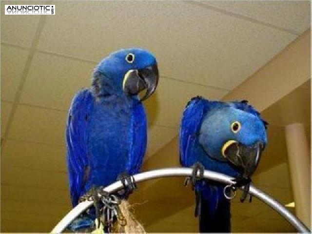 Lindos loros guacamayo jacinto en busca de un nuevo hogar