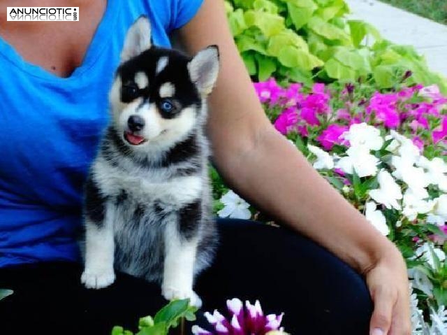 Regalo Navidad Husky Siberiano Para Su Adopción