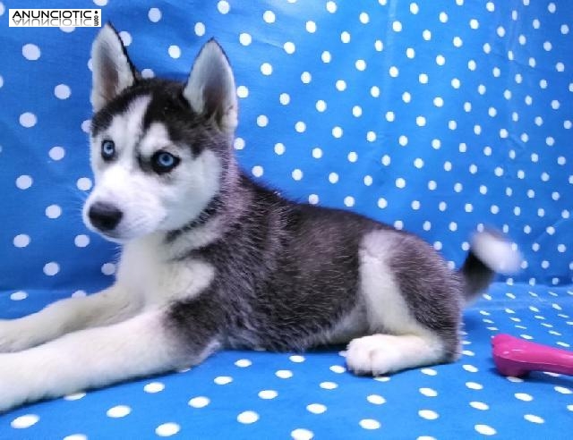 Cachorro hembra Husky Aquanatura