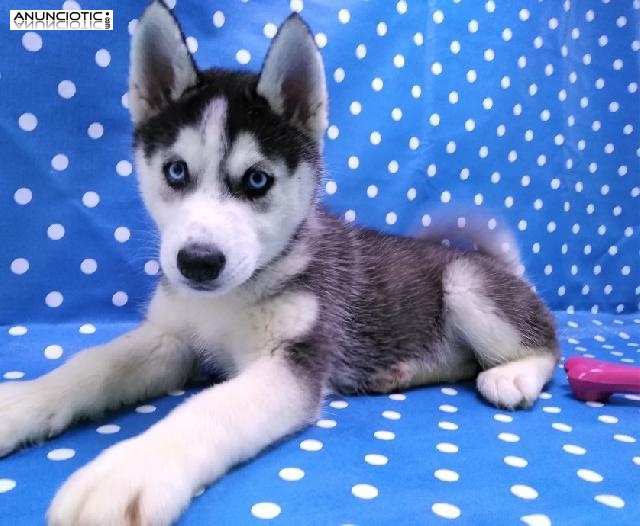 Cachorro hembra Husky Aquanatura