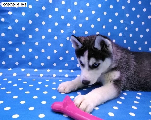 Cachorro hembra Husky Aquanatura