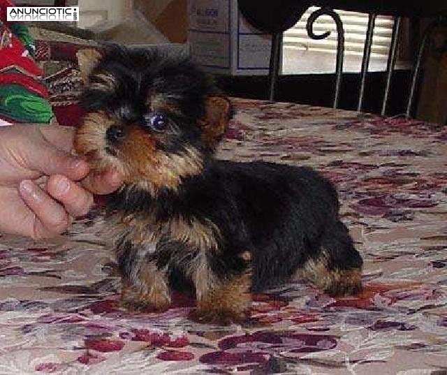 Yorkie Terrier cachorros para su adopción