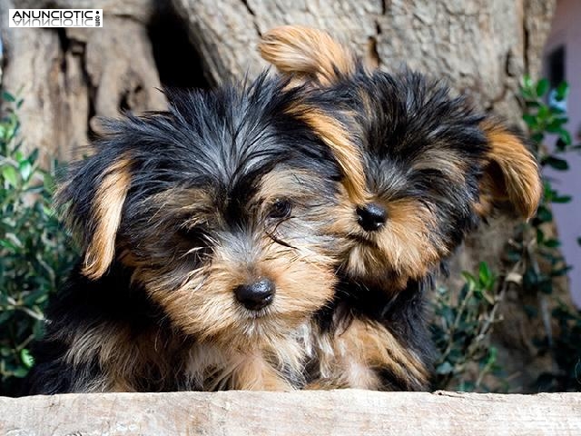 Taza de té yorkie cachorros disponibles Yorkie Princess. ¡