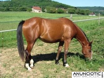 Americano caballo yegua bolly de vacunas, desparasitación