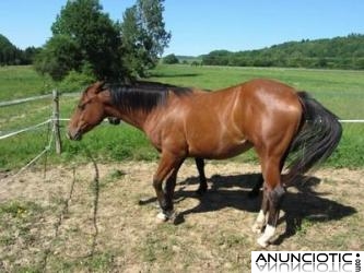 Americano caballo yegua bolly de vacunas, desparasitación