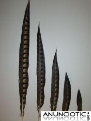 Plumas de Faisán