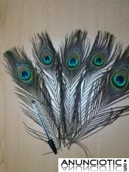 plumas de Pavo Real