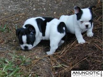 REGALO CACHORROS DE BULLDOG FRANCÉS