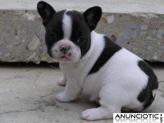 REGALO CACHORROS DE BULLDOG FRANCÉS