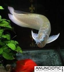 Pescado de Arowana para Venta