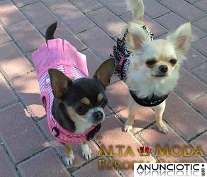 Arnes y Ropa para Perros