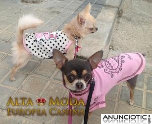 Ropa para Chihuahuas