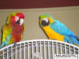 Tame loros guacamayos, Kea, cacatúa y loros amazónicos