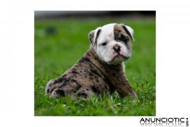 Bulldog ingles cachorros para su aprobacion