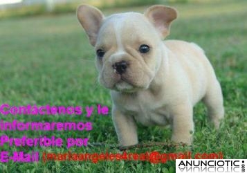 Regalo cachorro  bulldog frances macho y hembra