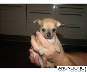 Chihuahuas superminiaturas de 3 meses 