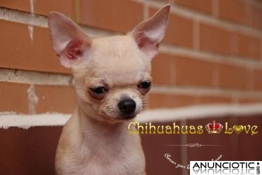 Cachorro Chihuahua en Venta