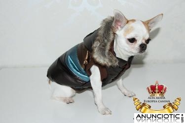 Outlet de Ropa para Perros