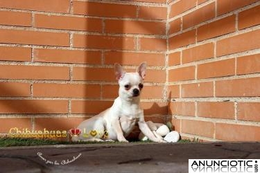 Hembra Chihuahua muy buena y noble