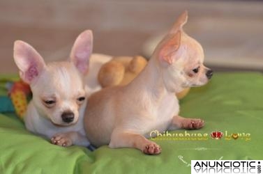 Chihuahuas en Venta, macho y hembra de 6 meses