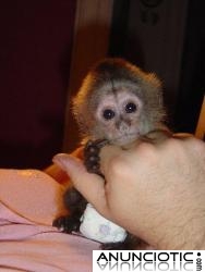 Mono capuchino y tití disponible