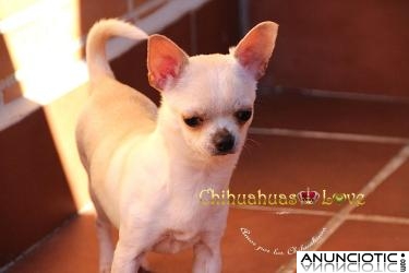 Comprar Chihuahua