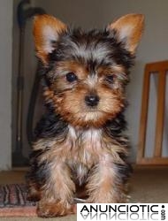 Cachorrito Yorkie Hermoso Y Juguetón