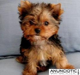 Cachorrito Yorkie Hermoso Y Juguetón