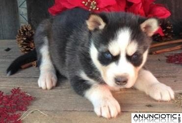 Cachorros Husky Siberiano