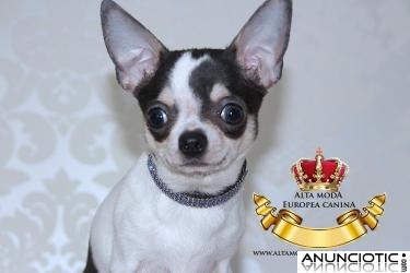 Collares de Lujo para Perros Pequeños