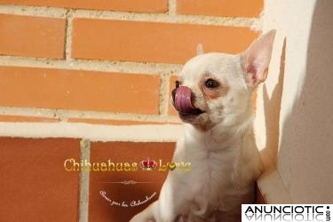 Chihuahuas en Venta, hembra