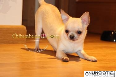Venta Chihuahuas Criadero