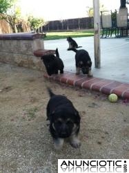 Adorables cachorros alemán machos y hembras para su aprobación a una familia por temor de 