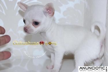 Chihuahua Blanco para reservar