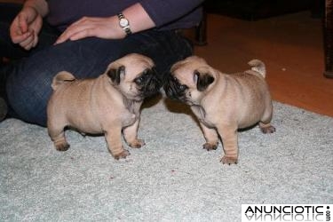 REGALO LINDO CACHORROS DE CARLINO, MUY BONITOS