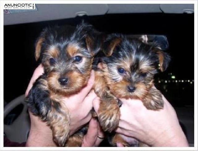   Nueva mirada cachorros Yorkshire terrier