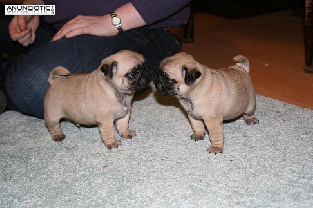 REGALO LINDO CACHORROS DE CARLINO, MUY BONITOS