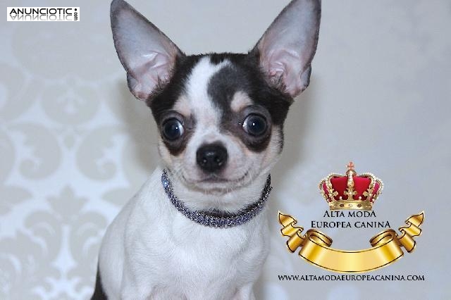 Collares de Piel para perros