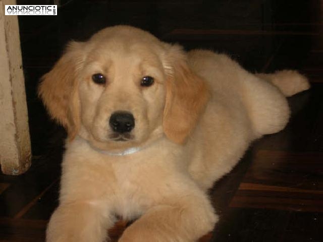 Magnifico Cachorros Golden Retriever