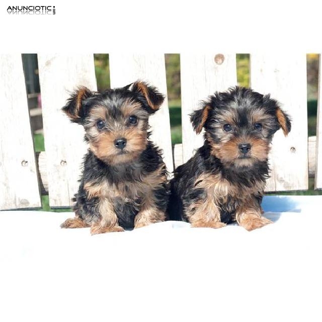 Yorkshire Terrier cachorros