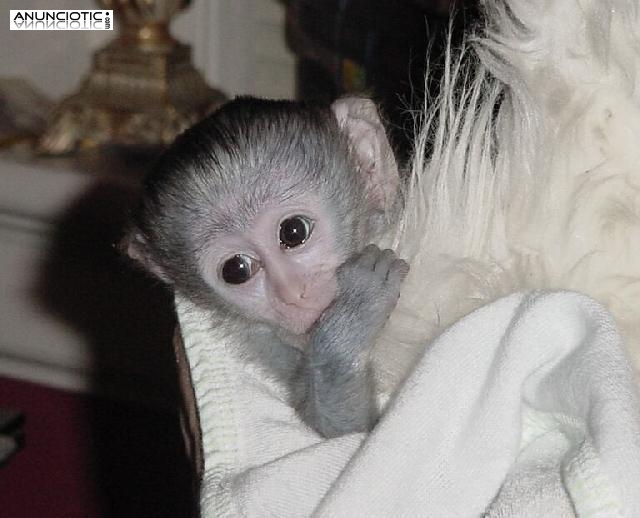  Lindo y adorable bebé monos capuchinos para la adopción